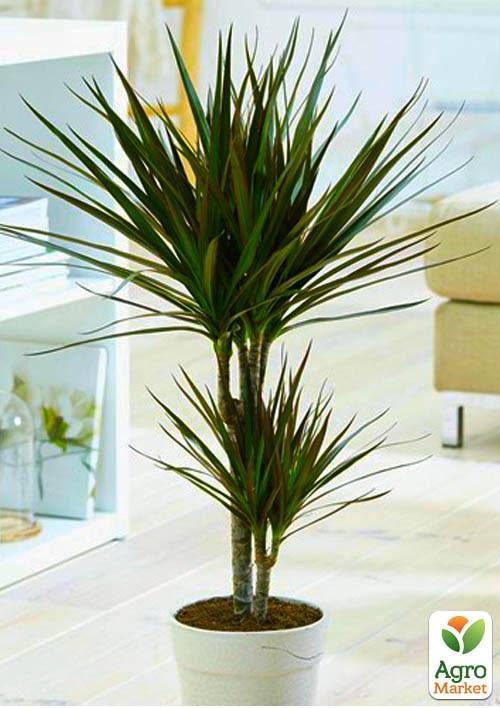 Драцена "Marginata" - фото 5