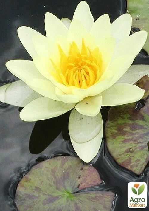 Нимфея "Марлиака Хромателла"