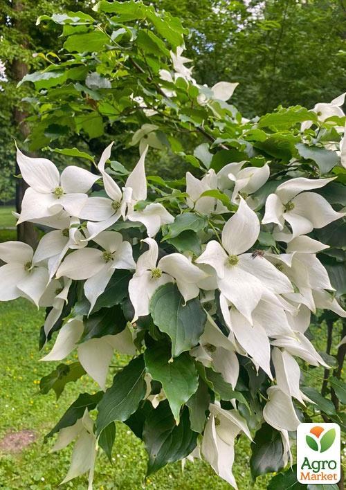 Дерен Коуза (Cornus kousa) Кизил Японский