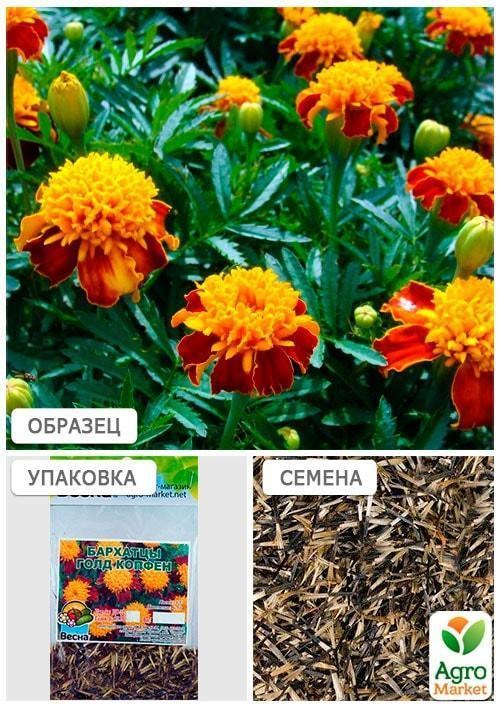 Бархатцы "Голд Копфен" (Зипер) ТМ "Весна" 1г - фото 4