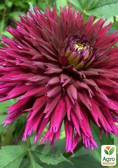 Георгина "Ambition"