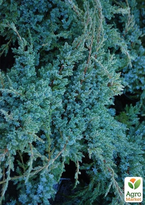 Можжевельник чешуйчатый "Blue Carpet" С2, диаметр 20-30см - фото 4