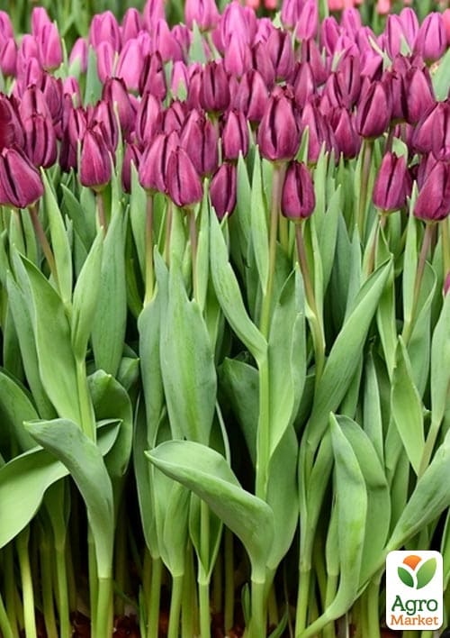 Тюльпан "Purple" укорененный - фото 5