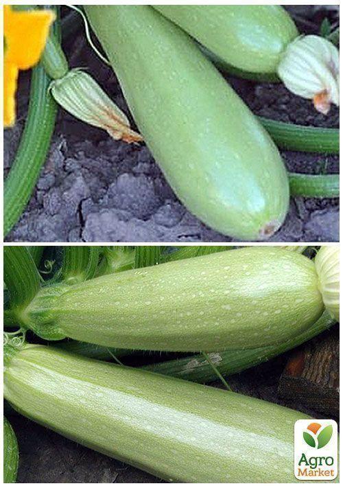 На вагу Кабачок "Одеський" ТМ "Весна" ціна за 8г - фото 3