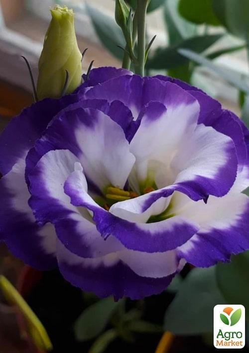 Эустома махровая "Croma Blue Picotee" укорененная в контейнере Р9