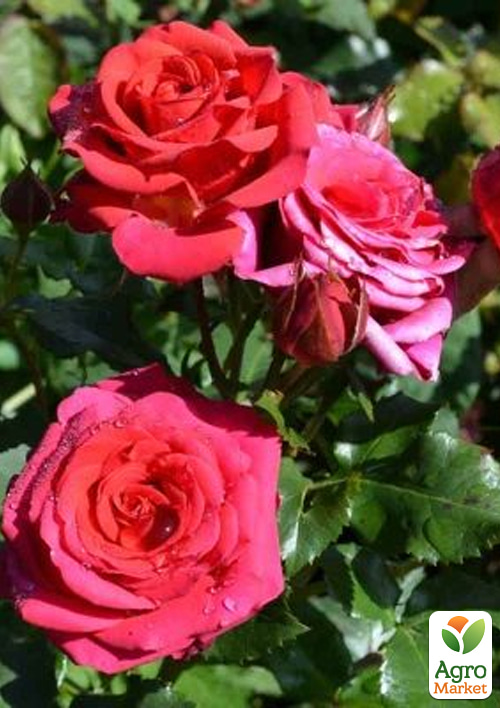 Роза спрей "Mirabel" в контейнере, высший сорт - фото 2