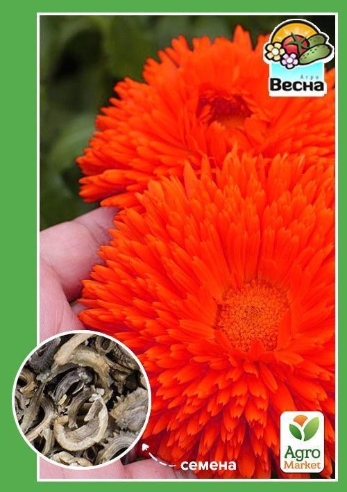Календула "Радіо" ТМ "Весна" 0.5г