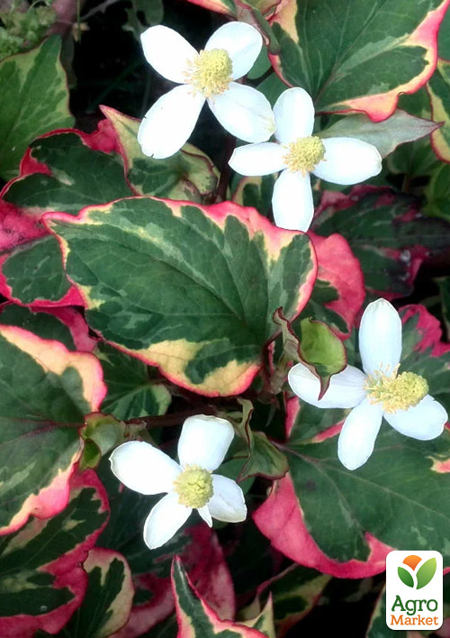 Хауттюйния Сердцевидная (Houttuynia cordata) - фото 2