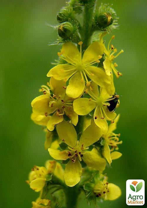 Репешок обыкновенный, трава 100г