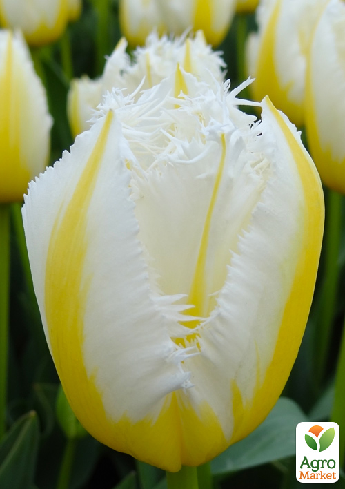 Тюльпан "Lemon Beauty"