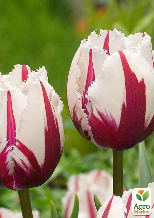 Тюльпан "Carrousel"  - фото 4