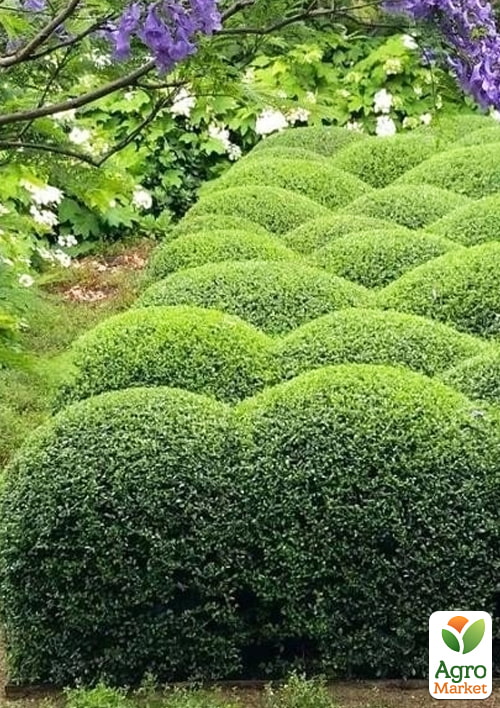 Бирючина обыкновенная (Ligustrum vulgare), С2 высота 25-35см