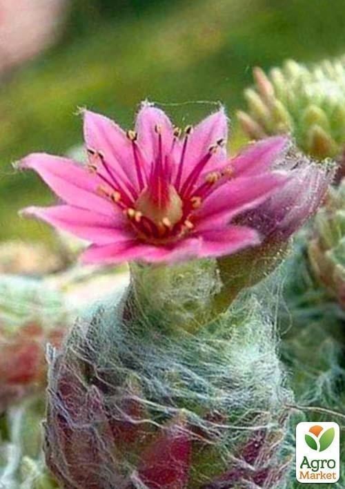 Молодило паутинистое "Bravo" - фото 2