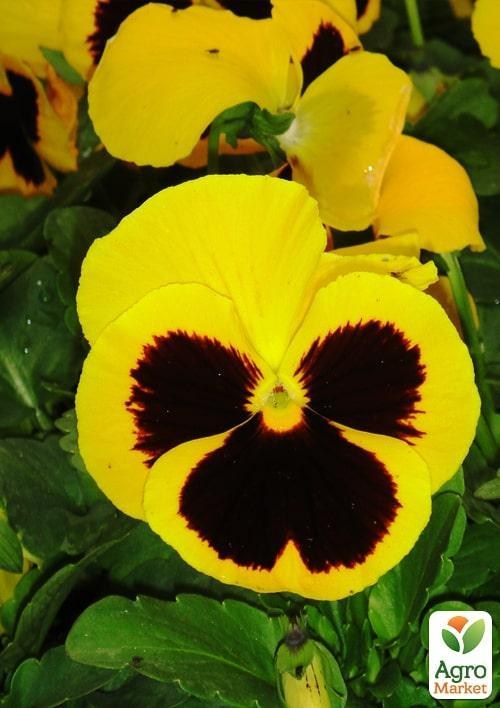 Віола (Viola Wittrokiana) "Yellow With Blotch"