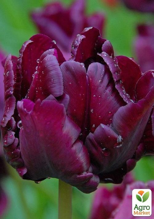 Тюльпан "Secret Parrot" 2шт в упаковке