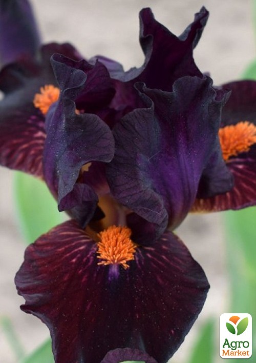 Ірис карликовий "Matador's Cap"