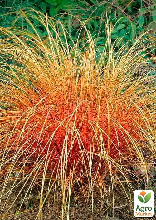 Осока терракотовая "Prairie Fire" вазон С2, высота 20-40см - фото 2
