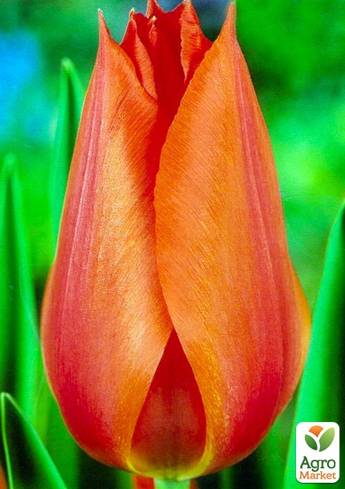 Тюльпан "Temple´s Favourite" (размер 11/12 , крупный) 3шт в упаковке