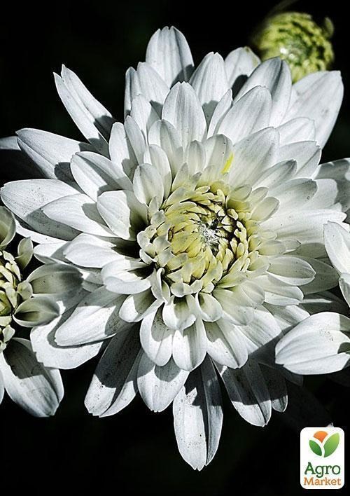Хризантема "Белые ночи" (Chrysanthemum small headed mixed)  дм 23 см выс. 30 см