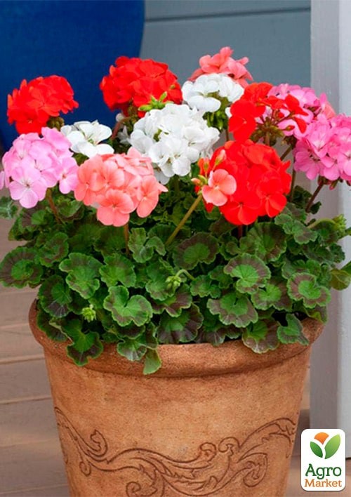 Пеларгонія зональна "Рафаелла F1" суміш ТМ "Vesna Exclusive" 5шт - фото 2