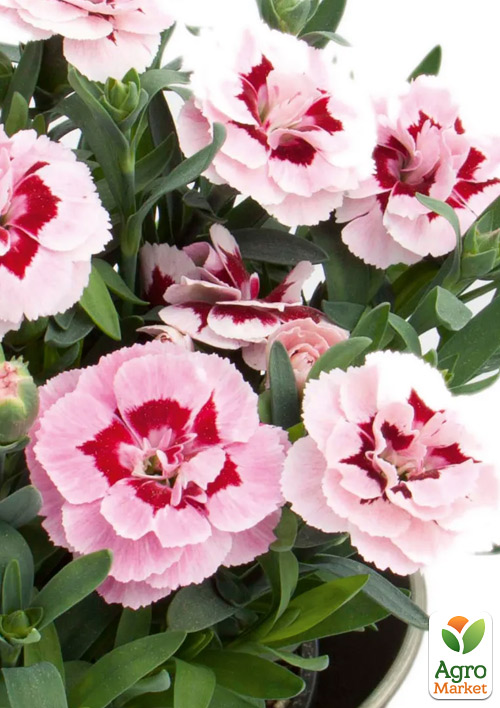 Гвоздика Махровая "Oscar Pink Star" (контейнер № 10, высота 10 см)