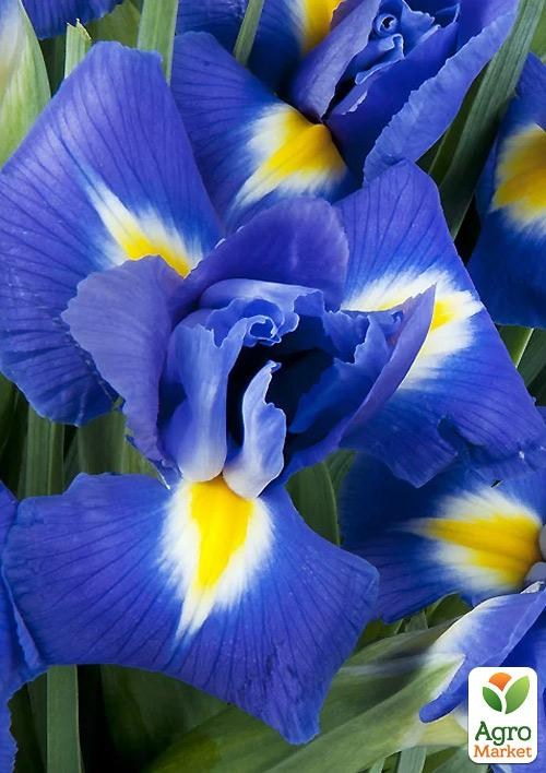 Ирис Голландский "Blue Magic" 
