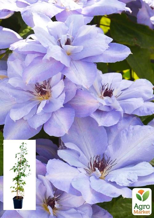 Клематис 3-х річний "Blue Cotillion" С2