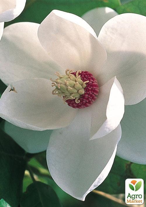 Магнолия белая "Зибольда" (Sieboldii)