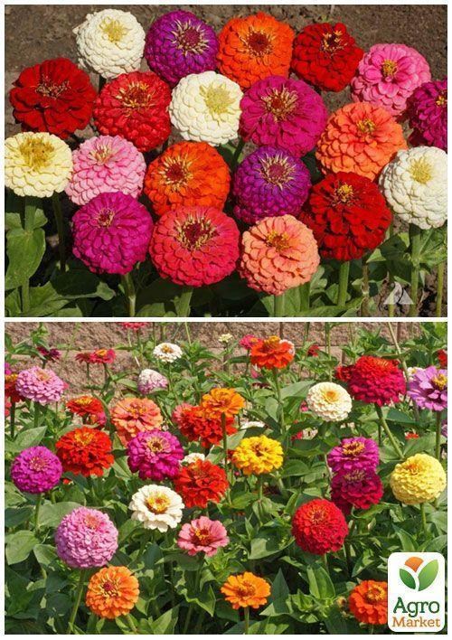 На развес Циния "Лилипут смесь" ТМ "Весна" цена за 4г - фото 2