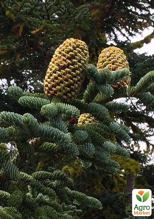 Ялиця Чудова (Abies magnifica var. Shastensis) горщик P9