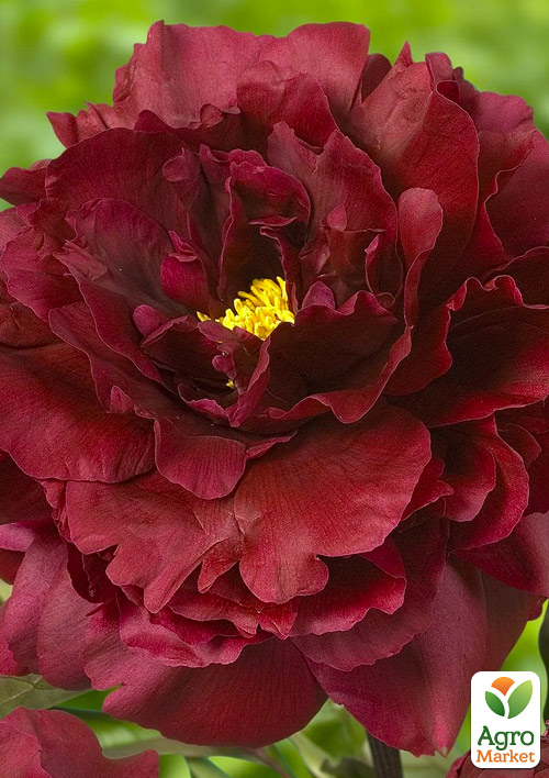 Півонія трав'яниста "Black Beauty"