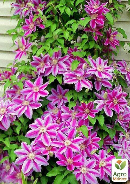 Клематис "Nelly Moser" (повторноквітучий сорт) - фото 6