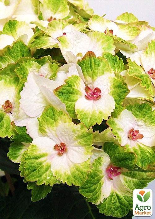 Эксклюзив! Гортензия Magical® `Nobless` - фото 3