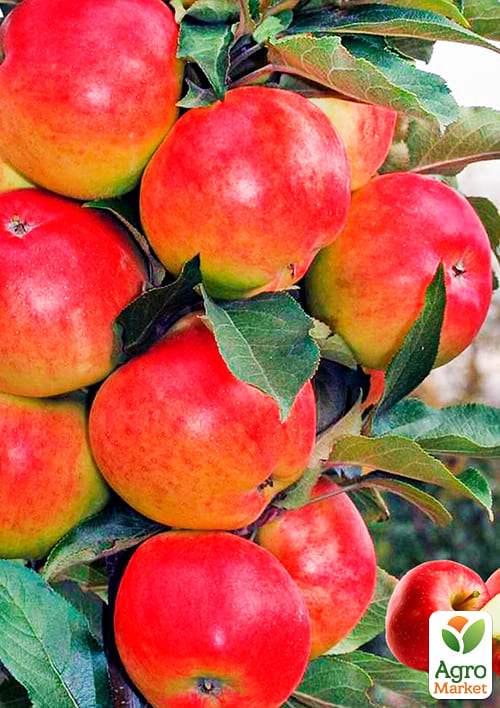 Яблоня колоновидная "Джин" (зимний сорт, поздний срок созревания) - фото 4