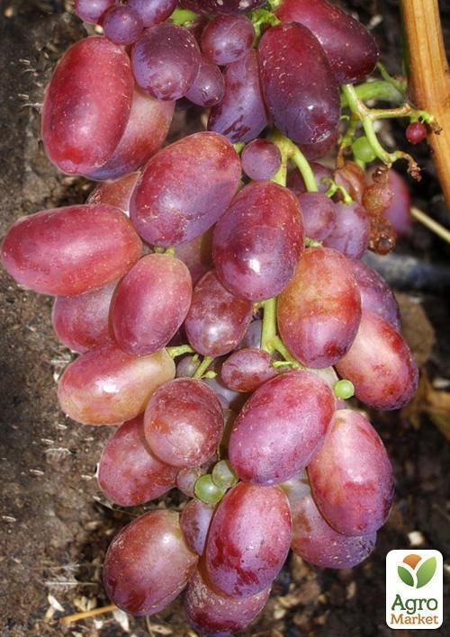 Виноград "Магістр" - фото 2