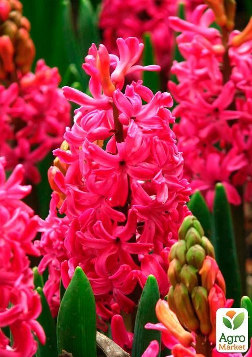 Гиацинт "Red Magic" (размер 15/16 , крупный) 2шт в упаковке