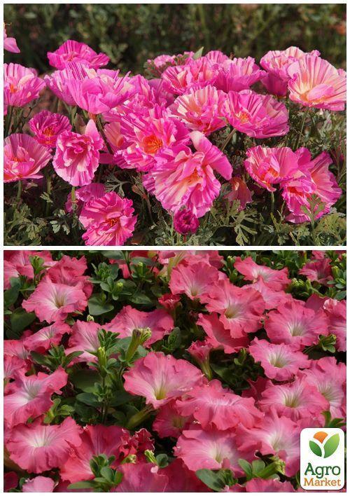 На вагу Ешшольція "Рожева" ТМ "Весна" ціна за 2г - фото 4