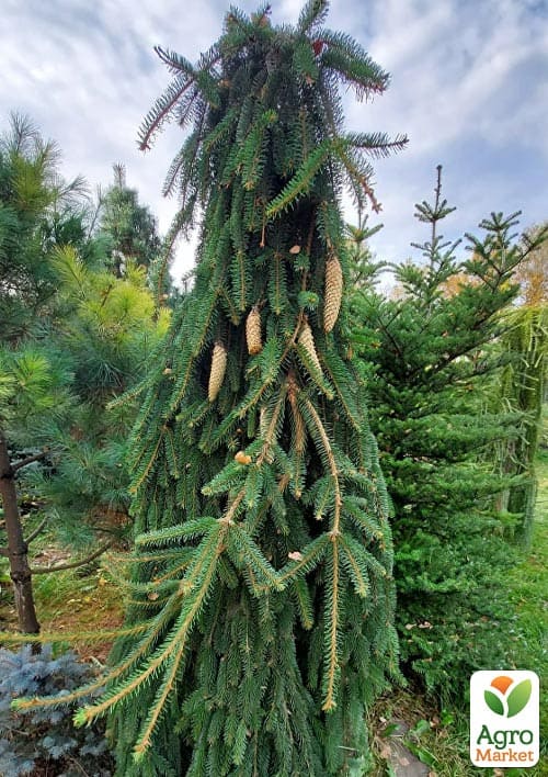 Ялина звичайна "Inversa" С7.5 висота 100-120см
