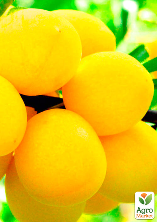 Слива "Белая медовая" (летний сорт, ранний срок созревания) - фото 4