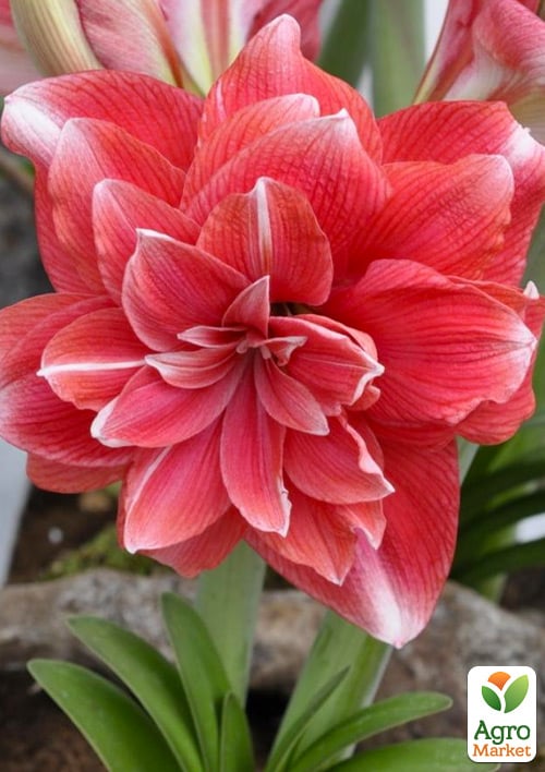 Гіппеаструм махровий "Double Dream" (Амарілліс) - фото 5