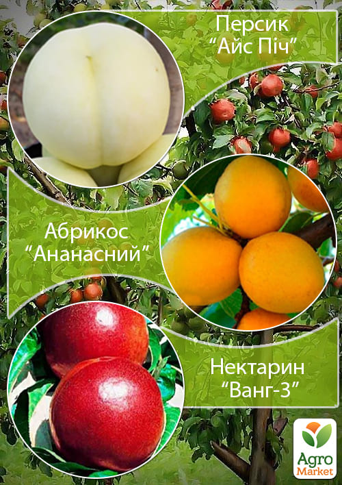 Дерево-сад Персик "Айс Пич"+Абрикос "Ананасный"+Персик "Ванг3"