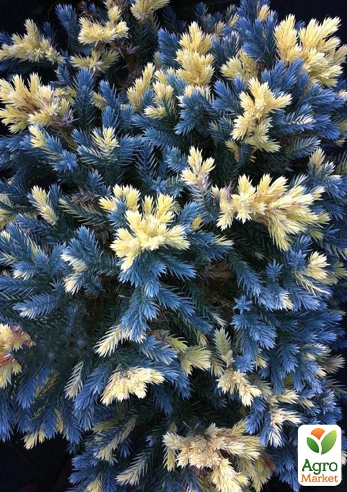 Можжевельник чешуйчатый "Floreant" (вазон С1 высота 10-20см)