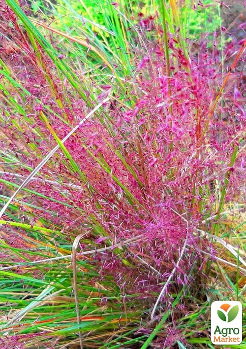 Эрагростис розовый "Eragrostis spectabilis"  - фото 3