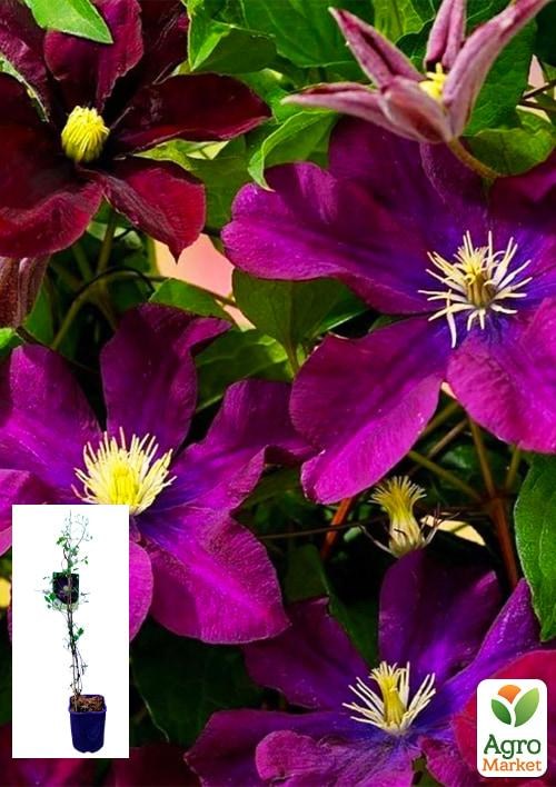 Клематис 3-х річний "The Heroes of Warsaw" С2