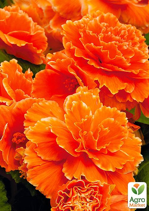 Бегония махровая "Оранжевая" 1 шт 