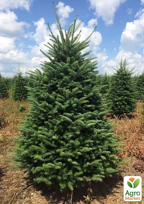 Ялиця Фразера "Abies Fraseri" висота 80-100 см - фото 2