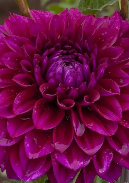 Георгина "Go Go Purple" - фото 2