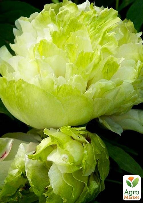 Пион древовидный "Green Jade" 