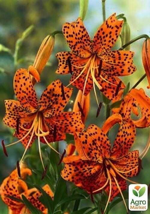 Лилия "Tigrinum Splendens" 1шт в упаковке