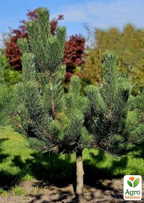 Сосна черная "Oregon Green" С7.5, высота 50-60см - фото 3